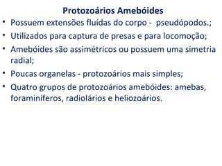 Protozoários Amebóides
• Possuem extensões fluídas do corpo - pseudópodos.;
• Utilizados para captura de presas e para locomoção;
• Amebóides são assimétricos ou possuem uma simetria
  radial;
• Poucas organelas - protozoários mais simples;
• Quatro grupos de protozoários amebóides: amebas,
  foraminíferos, radiolários e heliozoários.
 