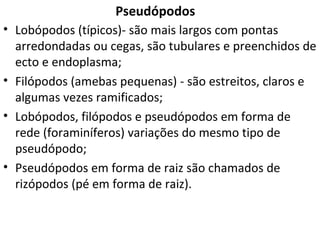 Pseudópodos
• Lobópodos (típicos)- são mais largos com pontas
  arredondadas ou cegas, são tubulares e preenchidos de
  ecto e endoplasma;
• Filópodos (amebas pequenas) - são estreitos, claros e
  algumas vezes ramificados;
• Lobópodos, filópodos e pseudópodos em forma de
  rede (foraminíferos) variações do mesmo tipo de
  pseudópodo;
• Pseudópodos em forma de raiz são chamados de
  rizópodos (pé em forma de raiz).
 
