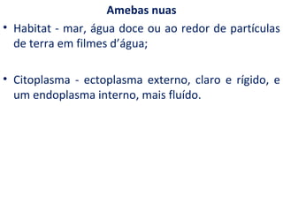 Amebas nuas
• Habitat - mar, água doce ou ao redor de partículas
  de terra em filmes d’água;

• Citoplasma - ectoplasma externo, claro e rígido, e
  um endoplasma interno, mais fluído.
 