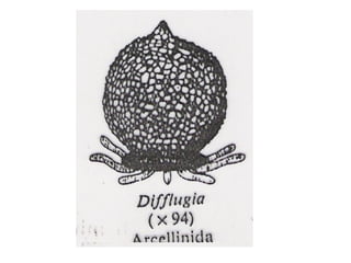 Zoologia aula 05