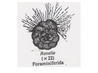 Zoologia aula 05