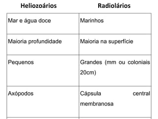 Heliozoários               Radiolários

Mar e água doce        Marinhos


Maioria profundidade   Maioria na superfície


Pequenos               Grandes (mm ou coloniais
                       20cm)


Axópodos               Cápsula               central
                       membranosa
 