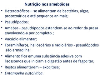 Nutrição nos amebóides
• Heterotróficos – se alimentam de bactérias, algas,
  protozoários e até pequenos animais;
• Pseudópodos;
• Amebas - pseudópodos estendem-se ao redor da presa
  envolvendo-a por completo.;
• Vacúolo alimentar;
• Foraminíferos, heliozoários e radiolários - pseudópodos
   são armadilha;
• Alimento fica emuma substância adesiva com
  lisossomos que iniciam a digestão antes de fagocitar;
• Restos alimentarem – exocitose;
• Entamoeba histolytica.
 