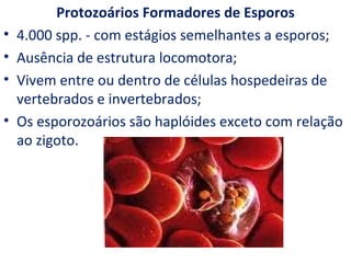 Protozoários Formadores de Esporos
•   4.000 spp. - com estágios semelhantes a esporos;
•   Ausência de estrutura locomotora;
•   Vivem entre ou dentro de células hospedeiras de
    vertebrados e invertebrados;
•   Os esporozoários são haplóides exceto com relação
    ao zigoto.
 