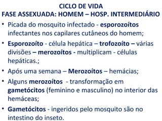 CICLO DE VIDA
FASE ASSEXUADA: HOMEM – HOSP. INTERMEDIÁRIO
• Picada do mosquito infectado - esporozoítos
  infectantes nos capilares cutâneos do homem;
• Esporozoíto - célula hepática – trofozoíto – várias
  divisões – merozoítos - multiplicam - células
  hepáticas.;
• Após uma semana – Merozoítos – hemácias;
• Alguns merozoítos - transformação em
  gametócitos (feminino e masculino) no interior das
  hemáceas;
• Gametócitos - ingeridos pelo mosquito são no
  intestino do inseto.
 