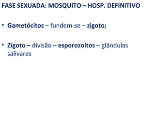 FASE SEXUADA: MOSQUITO – HOSP. DEFINITIVO

• Gametócitos – fundem-se – zigoto;

• Zigoto – divisão – esporozoítos – glândulas
  salivares
 