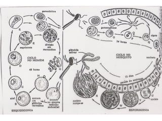 Zoologia aula 05