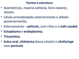 Forma e estrutura
•   Assimétricos, maioria solitária, livre-natante,
    sésseis,
•   Célula arrendondado anteriormente e afilado
    posteriormente;
•   Externamente – película, com cílios e o tufo caudal;
•   Ectoplasma e endoplasma;
•   Tricocistos;
•   Sulco oral, citóstoma (boca celular) e citofaringe
    com penículo
 