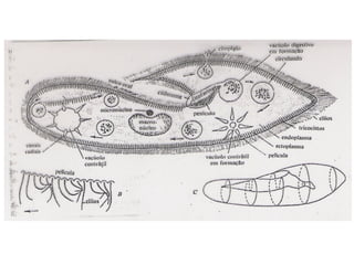 Zoologia aula 05