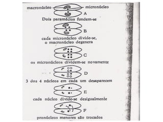 Zoologia aula 05