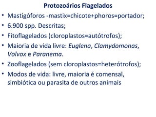 Protozoários Flagelados
•   Mastigóforos -mastix=chicote+phoros=portador;
•   6.900 spp. Descritas;
•   Fitoflagelados (cloroplastos=autótrofos);
•   Maioria de vida livre: Euglena, Clamydomonas,
    Volvox e Paranema.
•   Zooflagelados (sem cloroplastos=heterótrofos);
•   Modos de vida: livre, maioria é comensal,
    simbiótica ou parasita de outros animais
 