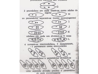 Zoologia aula 05