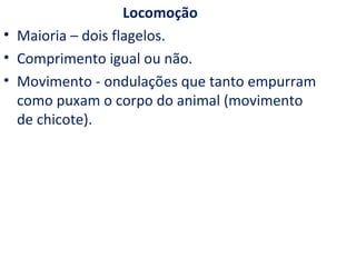 Locomoção
• Maioria – dois flagelos.
• Comprimento igual ou não.
• Movimento - ondulações que tanto empurram
  como puxam o corpo do animal (movimento
  de chicote).
 