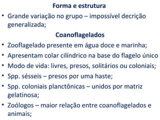 Forma e estrutura
•   Grande variação no grupo – impossível decrição
    generalizada;
                     Coanoflagelados
•   Zooflagelado presente em água doce e marinha;
•   Apresentam colar cilíndrico na base do flagelo único
•   Modo de vida: livres, presos, solitários ou coloniais;
•   Spp. sésseis – presos por uma haste;
•   Spp. coloniais planctônicas – unidos por matriz
    gelatinosa;
•   Zoólogos – maior relação entre coanoflagelados e
    animais;
 