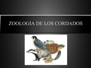 ZOOLOGIA DE LOS CORDADOS
 