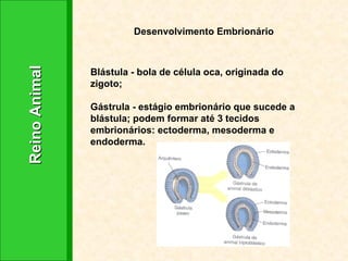 Reino Animal  Desenvolvimento Embrionário Blástula - bola de célula oca, originada do zigoto; Gástrula - estágio embrionário que sucede a blástula; podem formar até 3 tecidos embrionários: ectoderma, mesoderma e endoderma. 