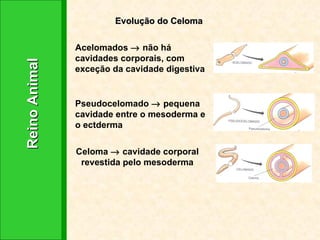 Reino Animal Evolução do Celoma Acelomados    não há cavidades corporais, com exceção da cavidade digestiva   Pseudocelomado    pequena cavidade entre o mesoderma e o ectderma Celoma    cavidade corporal revestida pelo mesoderma 
