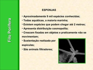 Filo Porifera ESPONJAS Aproximadamente 9 mil espécies conhecidas; Todas aquáticas, a maioria marinha; Existem espécies que podem chegar até 2 metros; Apresenta distribuição cosmopolita; Crescem fixadas em objetos e praticamente não se movimentam; Sustentação realizada por espículas; São animais filtradores; 