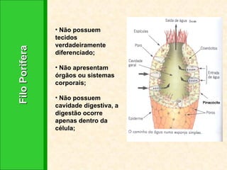 Filo Porifera  Não possuem tecidos verdadeiramente diferenciado; Não apresentam órgãos ou sistemas corporais; Não possuem cavidade digestiva, a digestão ocorre apenas dentro da célula; 