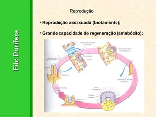 Filo Porifera Reprodução Reprodução assexuada (brotamento);  Grande capacidade de regeneração (amebócito); 