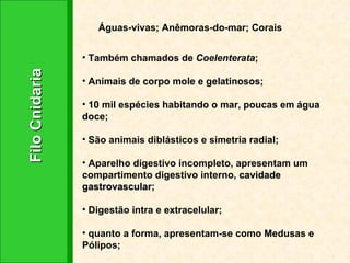 Filo Cnidaria  Águas-vivas; Anêmoras-do-mar; Corais Também chamados de  Coelenterata ; Animais de corpo mole e gelatinosos; 10 mil espécies habitando o mar, poucas em água doce; São animais diblásticos e simetria radial; Aparelho digestivo incompleto, apresentam um compartimento digestivo interno,  cavidade gastrovascular ; Digestão intra e extracelular; quanto a forma, apresentam-se como Medusas e Pólipos; 