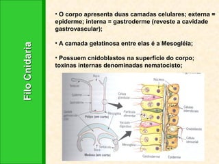 Filo Cnidaria O corpo apresenta duas camadas celulares; externa = epiderme; interna = gastroderme (reveste a cavidade gastrovascular); A camada gelatinosa entre elas é a Mesogléia; Possuem cnidoblastos na superfície do corpo; toxinas internas denominadas nematocisto; 