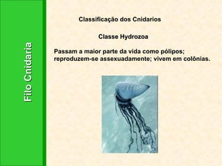 Filo Cnidaria Classificação dos Cnidarios Classe Hydrozoa Passam a maior parte da vida como pólipos; reproduzem-se assexuadamente; vivem em colônias. 