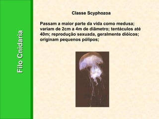 Classe Scyphozoa  Passam a maior parte da vida como medusa; variam de 2cm a 4m de diâmetro; tentáculos até 40m; reprodução sexuada, geralmente dióicos; originam pequenos pólipos; Filo Cnidaria 