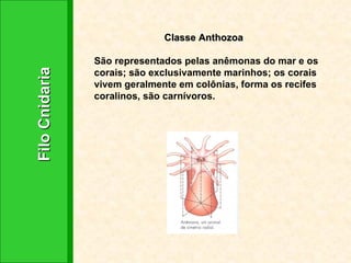 Classe Anthozoa São representados pelas anêmonas do mar e os corais; são exclusivamente marinhos; os corais vivem geralmente em colônias, forma os recifes coralinos, são carnívoros. Filo Cnidaria 