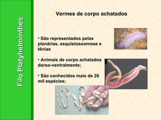 Filo Platyhelminthes Vermes de corpo achatados São representados pelas planárias, esquistossomose e tênias Animais de corpo achatados dorso-ventralmente; São conhecidos mais de 20 mil espécies; 
