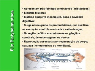 Filo Platyhelminthes Apresentam três folhetos geminativos (Triblásticos); Simetria bilateral; Sistema digestivo incompleto, boca e cavidade digestiva; Surge nesse grupo os protonefrídeos, que auxiliam na excreção, controla a entrada e saída de água; Na região cefálica encontram-se os gânglios cerebrais, de onde seguem os nervos; Reprodução assexuada por regeneração do corpo; sexuada (hermafroditas ou monóicas). 