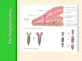 Filo Platyhelminthes 