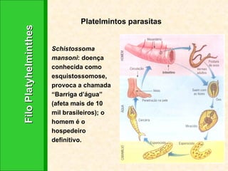 Platelmintos parasitas Schistossoma mansoni : doença conhecida como esquistossomose, provoca a chamada “Barriga d’água” (afeta mais de 10 mil brasileiros); o homem é o hospedeiro definitivo. Filo Platyhelminthes 