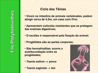 Filo Platyhelminthes Ciclo das Tênias Vivem no intestino de animais vertebrados, podem atingir cerca de 4,5m, um caso com 21m; Apresentam cutículas resistentes que as protegem das enzimas digestivas; O escólex é responsável pela fixação do animal; Proglótides são as partes corporais; São hermafroditas; ocorre a  autofecundação entre os  proglótedes; Taenia solium    porco Taenia saginata    boi 