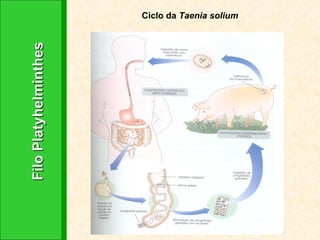 Filo Platyhelminthes Ciclo da  Taenia solium 