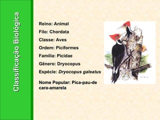 Classificação Biológica Reino: Animal Filo: Chordata Classe: Aves Ordem: Piciformes Família: Picidae Gênero: Dryocopus Espécie:  Dryocopus galeatus Nome Popular: Pica-pau-de cara-amarela 
