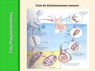 Filo Platyhelminthes Ciclo do  Schistomosoma mansoni 