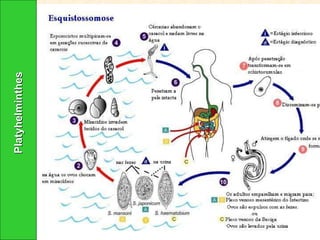 Platyhelminthes 