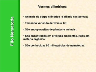 Filo Nematoda Vermes cilíndricos Animais de corpo cilíndrico  e afilado nas pontas; Tamanho variando de 1mm a 1m; São endoparasitas de plantas e animais; São encontrados em diversos ambientes, ricos em matéria orgânica; São conhecidas 90 mil espécies de nematodas;  