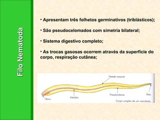 Filo Nematoda Apresentam três folhetos germinativos (triblásticos); São pseudocelomados com simetria bilateral; Sistema digestivo completo;  As trocas gasosas ocorrem através da superfície do corpo, respiração cutânea; 