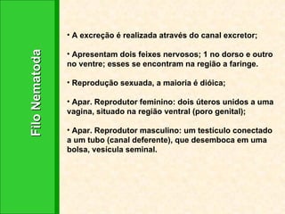 Filo Nematoda A excreção é realizada através do canal excretor;  Apresentam dois feixes nervosos; 1 no dorso e outro no ventre; esses se encontram na região a faringe. Reprodução sexuada, a maioria é dióica;  Apar. Reprodutor feminino: dois úteros unidos a uma vagina, situado na região ventral (poro genital); Apar. Reprodutor masculino: um testículo conectado a um tubo (canal deferente), que desemboca em uma bolsa, vesícula seminal. 
