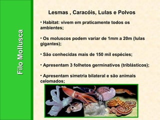 Filo Mollusca Lesmas , Caracóis, Lulas e Polvos Habitat: vivem em praticamente todos os ambientes; Os moluscos podem variar de 1mm a 20m (lulas gigantes); São conhecidas mais de 150 mil espécies; Apresentam 3 folhetos germinativos (triblásticos); Apresentam simetria bilateral e são animais celomados; 