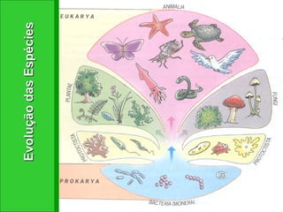 Evolução das Espécies 