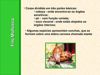 Filo Mollusca Corpo dividido em três partes básicas:  cabeça - onde encontra-se os órgãos sensitivos; pé -  com função variada; saco visceral - onde estão alojados os órgãos internos; Algumas espécies apresentam conchas, que se formam sobre uma dobra carnosa chamada  manto 