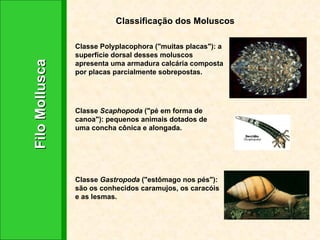 Filo Mollusca Classificação dos Moluscos Classe Polyplacophora ("muitas placas"): a superfície dorsal desses moluscos apresenta uma armadura calcária composta por placas parcialmente sobrepostas.  Classe  Scaphopoda  ("pé em forma de canoa"): pequenos animais dotados de uma concha cônica e alongada.  Classe  Gastropoda  ("estômago nos pés"): são os conhecidos caramujos, os caracóis e as lesmas.  