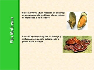 Filo Mollusca Classe  Bivalvia  (duas metades de concha): os exemplos mais familiares são as ostras, os mexilhões e os mariscos. Classe  Cephalopoda  ("pés na cabeça"): moluscos sem concha externa, são o polvo, a lula e asepia. 
