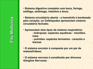 Filo Mollusca Sistema digestivo completo com boca, faringe, esôfago, estômago, intestino e ânus; Sistema circulatório aberto - a hemolinfa é bombeada pelo coração; os Cefalopodes apresentam sistema circulatório fechado; Apresentam dois tipos de sistema respiratório: - brânquias: espécies aquáticas - mexilões, lulas - pulmões: espécies terrestres - caracóis e lesmas O sistema excretor é composta por um par de metanefrídeos; O sistema nervoso é constituído por diversos Gânglios Nervosos 