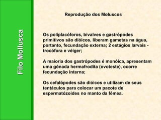 Filo Mollusca Reprodução dos Moluscos Os poliplacóforos, bivalves e gastrópodes primitivos são dióicos, liberam gametas na água, portanto, fecundação externa; 2 estágios larvais - trocófora e véiger; A maioria dos gastrópodes é monóica, apresentam uma gônada hermafrodita (ovoteste), ocorre fecundação interna; Os cefalópodes são dióicos e utilizam de seus tentáculos para colocar um pacote de espermatózoides no manto da fêmea.  