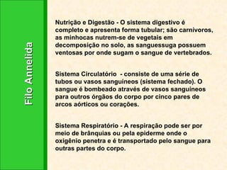 Filo Annelida Nutrição e Digestão - O sistema digestivo é completo e apresenta forma tubular; são carnívoros, as minhocas nutrem-se de vegetais em decomposição no solo, as sanguessuga possuem ventosas por onde sugam o sangue de vertebrados. Sistema Circulatório  - consiste de uma série de tubos ou vasos sanguíneos (sistema fechado). O sangue é bombeado através de vasos sanguíneos para outros órgãos do corpo por cinco pares de arcos aórticos ou corações.  Sistema Respiratório - A respiração pode ser por meio de brânquias ou pela epiderme onde o oxigênio penetra e é transportado pelo sangue para outras partes do corpo.  