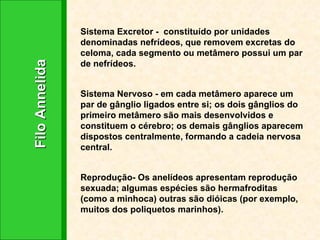 Filo Annelida Sistema Excretor -  constituído por unidades denominadas nefrídeos, que removem excretas do celoma, cada segmento ou metâmero possui um par de nefrídeos. Sistema Nervoso - em cada metâmero aparece um par de gânglio ligados entre si; os dois gânglios do primeiro metâmero são mais desenvolvidos e constituem o cérebro; os demais gânglios aparecem dispostos centralmente, formando a cadeia nervosa central. Reprodução- Os anelídeos apresentam reprodução sexuada; algumas espécies são hermafroditas (como a minhoca) outras são dióicas (por exemplo, muitos dos poliquetos marinhos). 